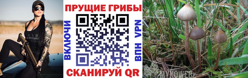 где купить   Люберцы  Галлюциногенные грибы прущие грибы 